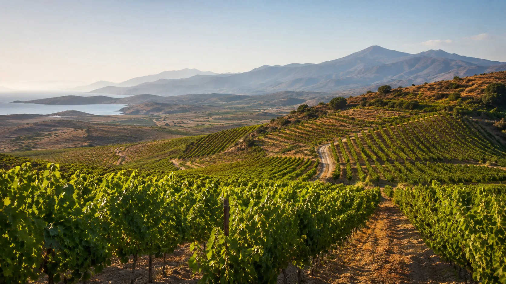 Viñedo de Thrapsathiri en las laderas soleadas y montañosas de Creta