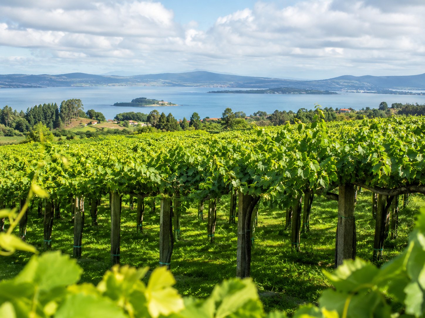 Paisaje de viñedos de Albariño con emparrados y relieve atlántico