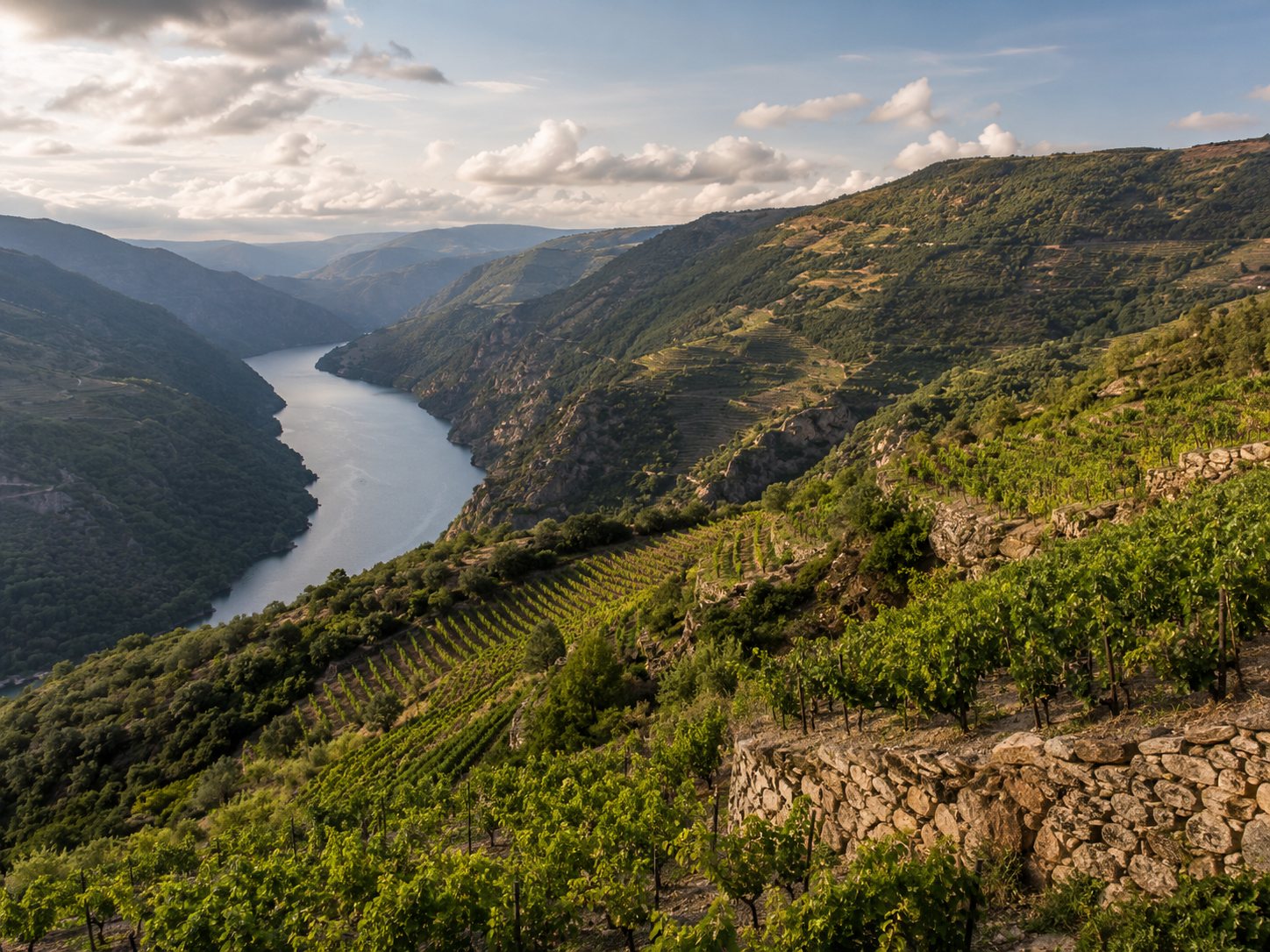 Viñedos de Merenzao en una ladera de Ribeira Sacra