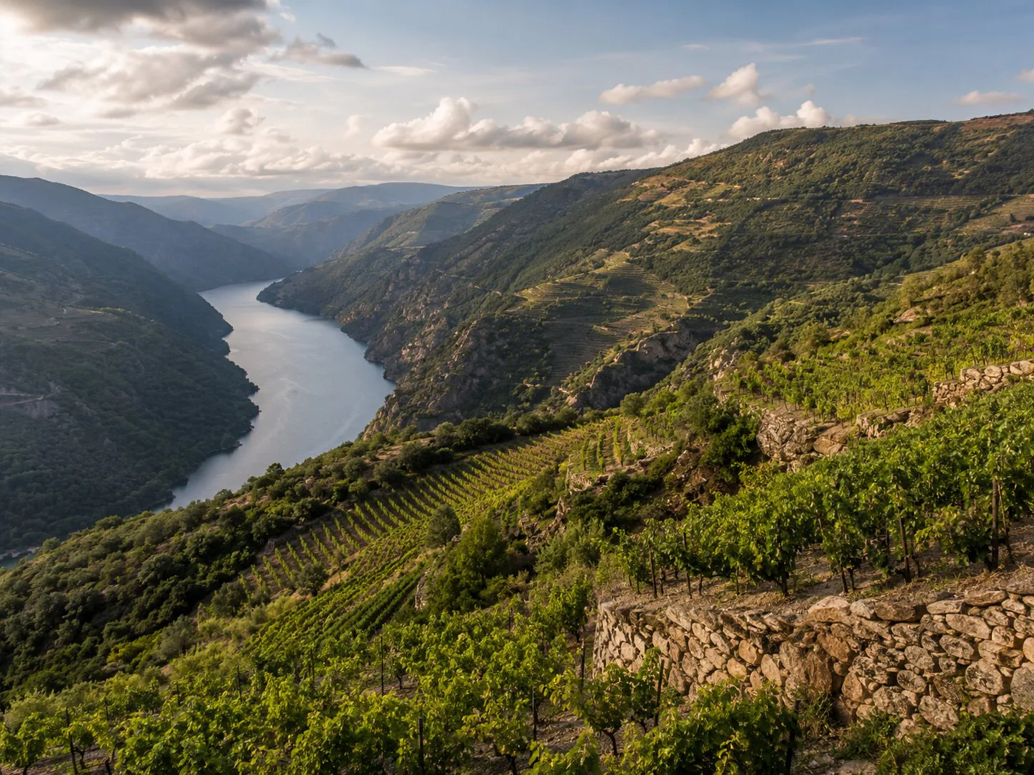 Viñedos de Merenzao en una ladera de Ribeira Sacra