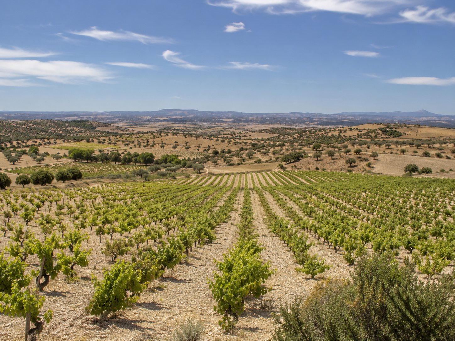 Viñedos de Malvar en Madrid