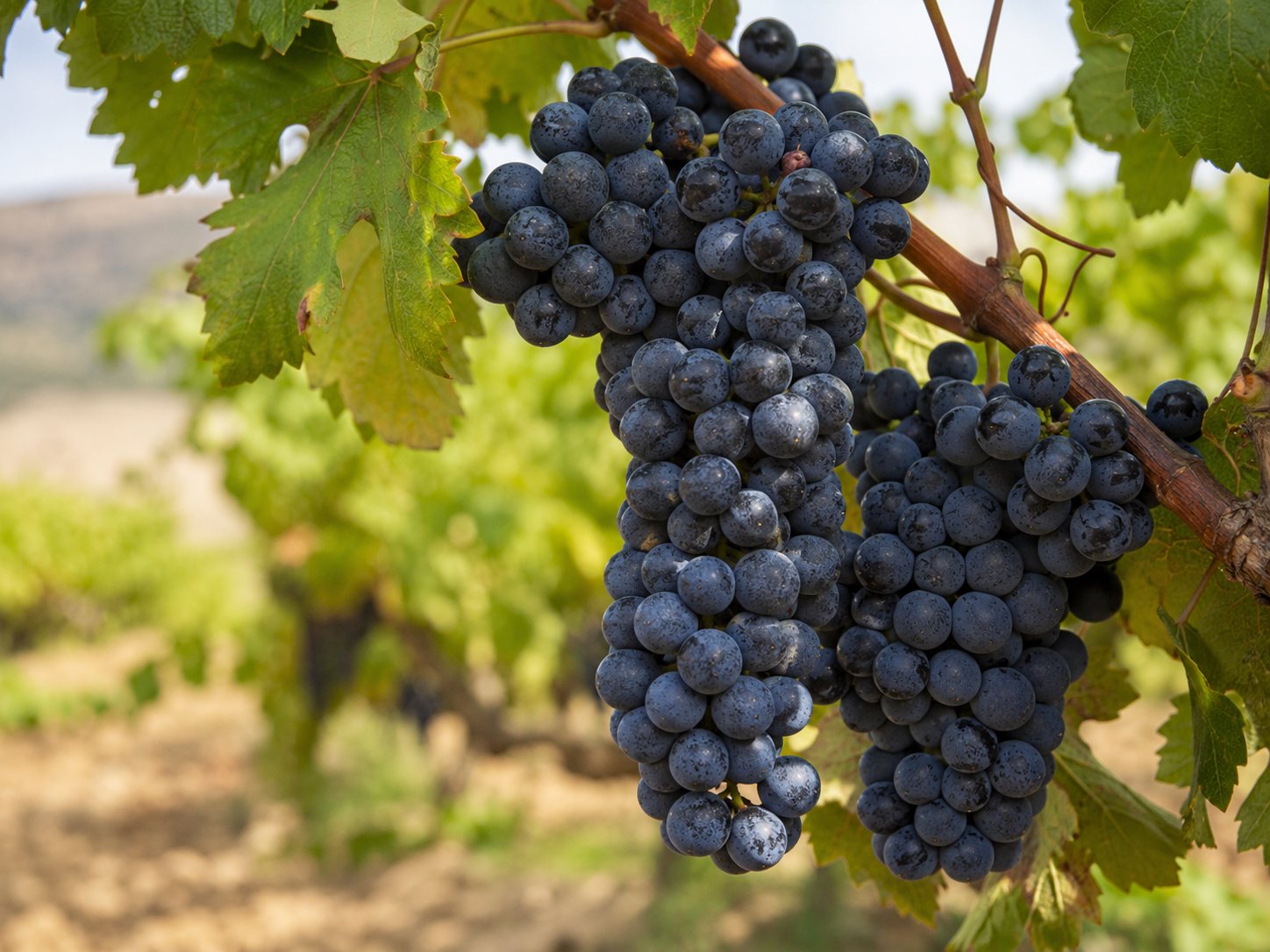 Racimos de uva Aglianico en el viñedo