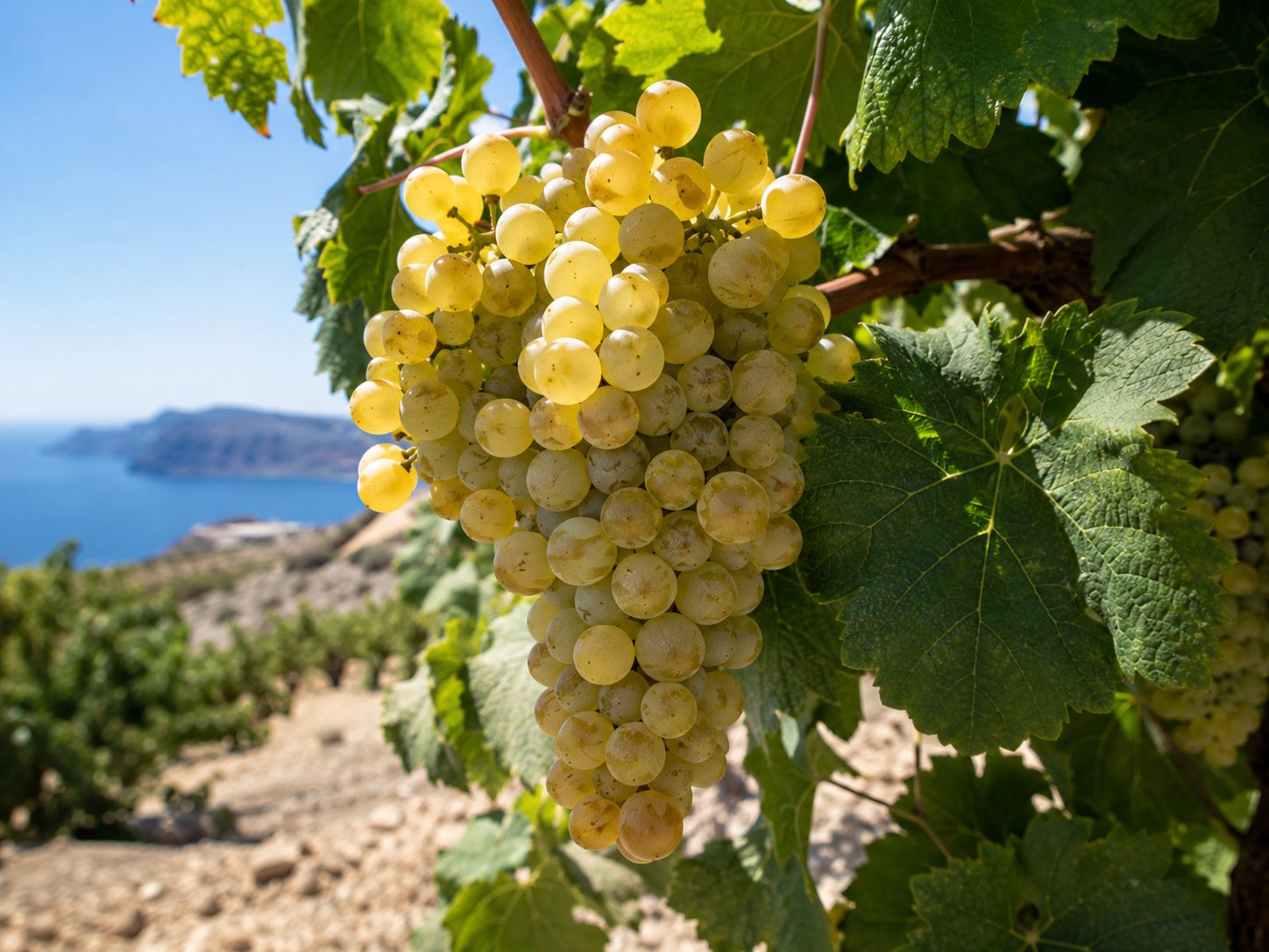 Racimos dorados de la variedad blanca griega Aidani