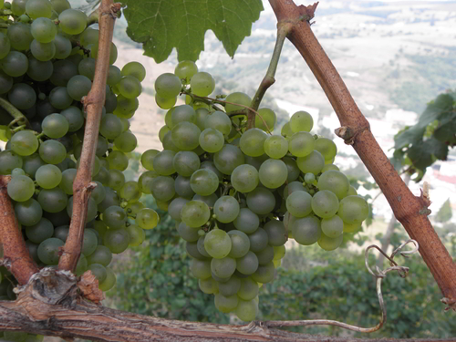Racimo de uva Albarín Blanco en el viñedo