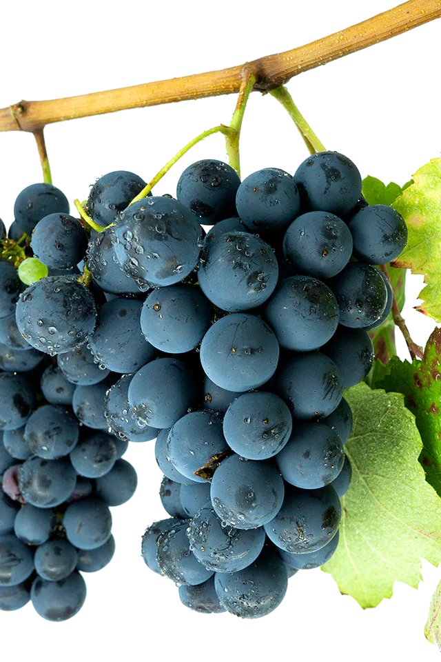 Racimo de Caíño Tinto con bayas pequeñas y oscuras