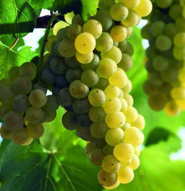 Racimos maduros de uva Chardonnay