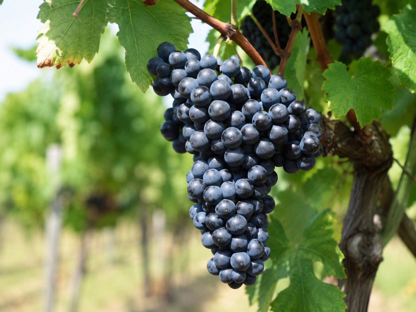 Racimos de uva Gamay Noir à Jus Blanc en el viñedo