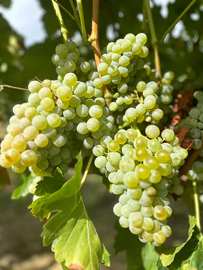 Racimos maduros de Garnacha Blanca