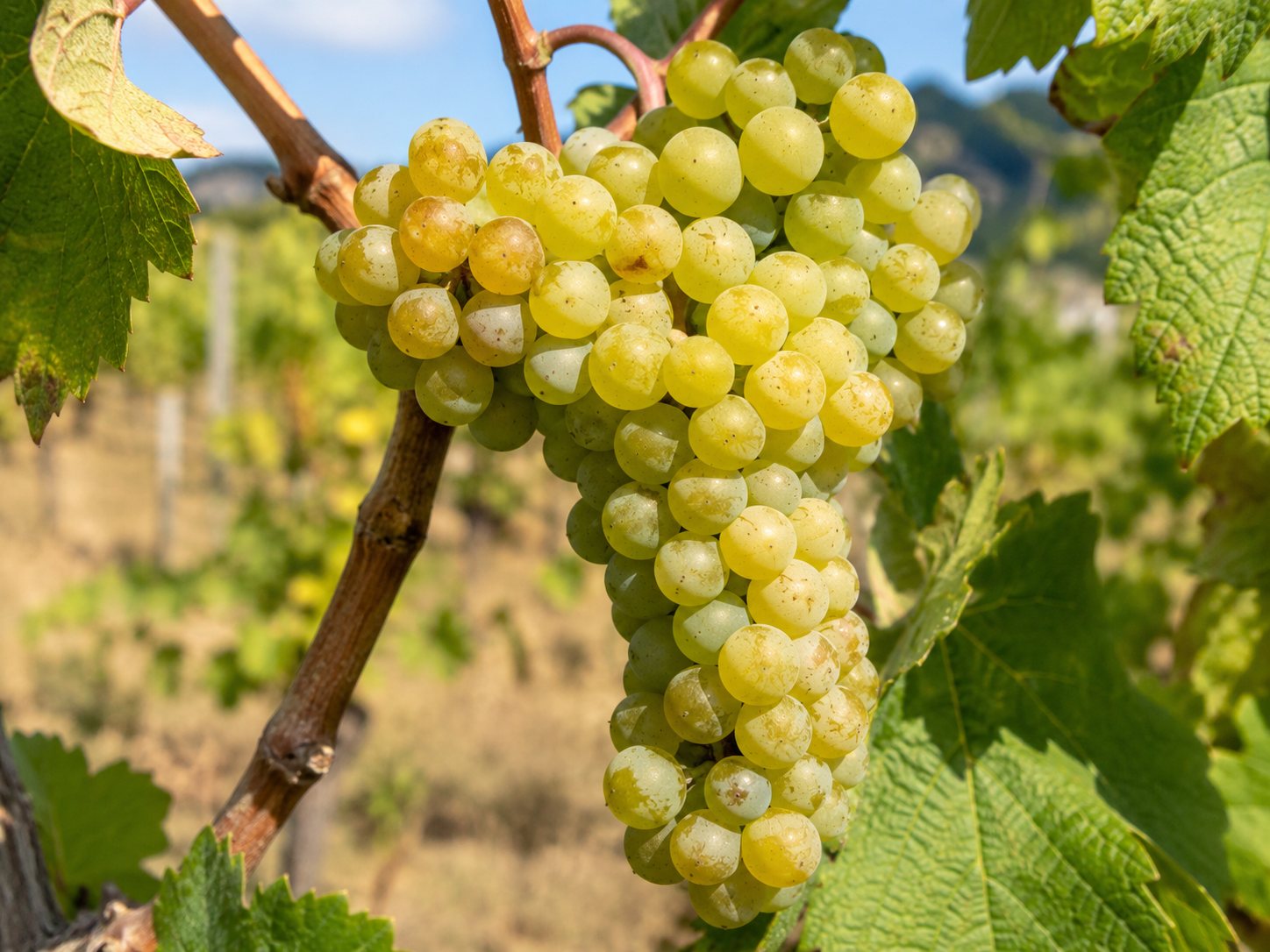 Racimo de uva blanca Gouveio madurando en un viñedo portugués