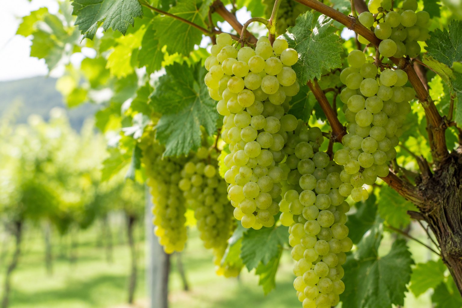 Racimos maduros de uva Graševina