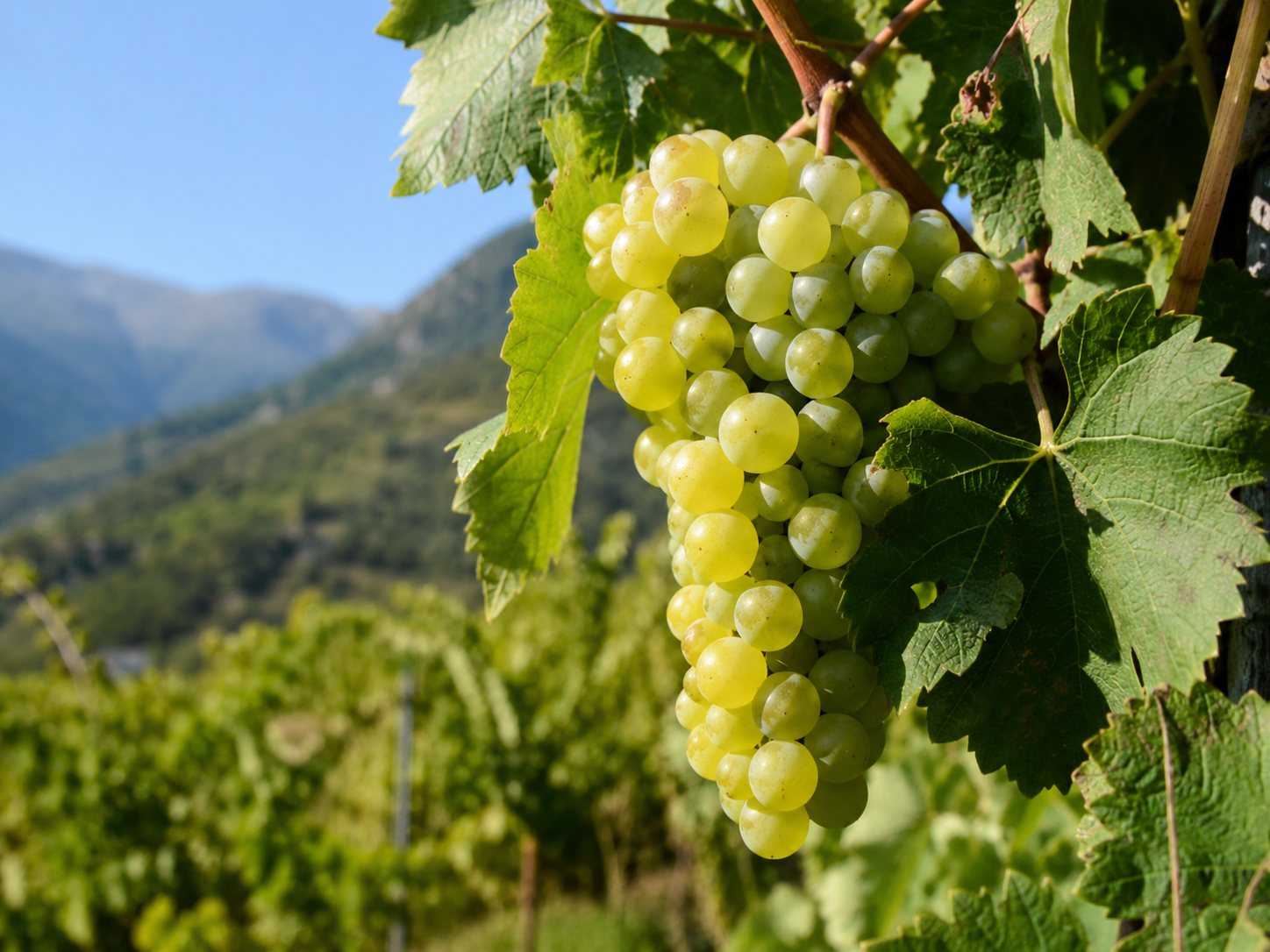 Racimos blancos de la rara variedad griega Lagorthi
