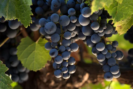 Racimos maduros de Malbec