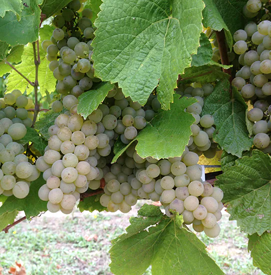 Racimos maduros de Maturana Blanca
