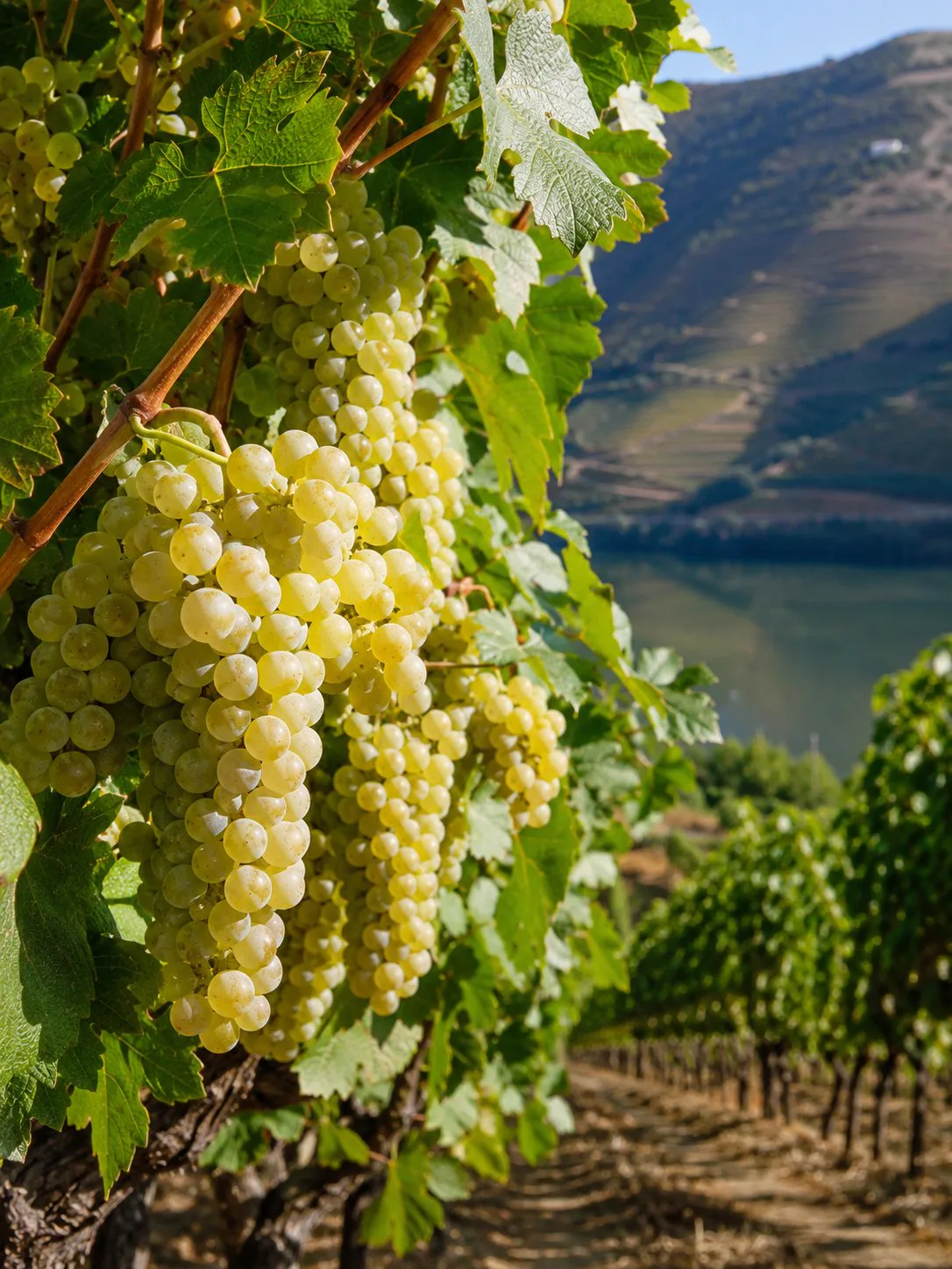 Racimos maduros de uva blanca Rabigato en un viñedo del Douro