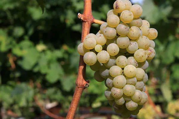 Racimo de Riesling con bayas doradas y pequeñas