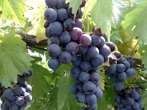 Racimo de uva Romé de Málaga con bayas tintas maduras