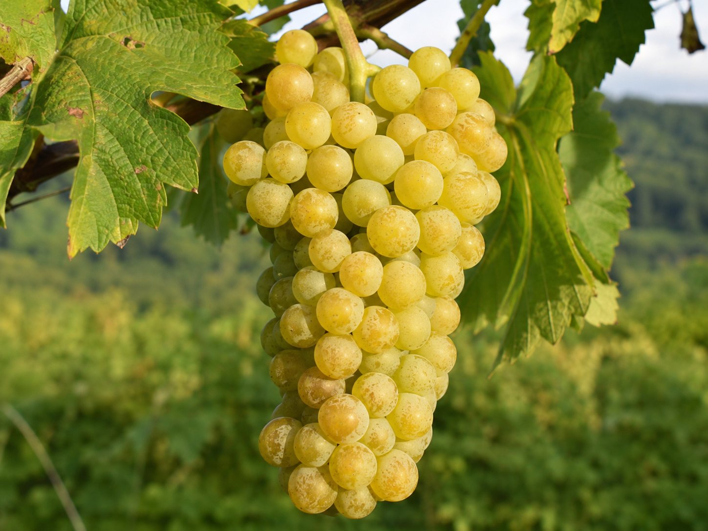Racimo de uva blanca Tsolikouri