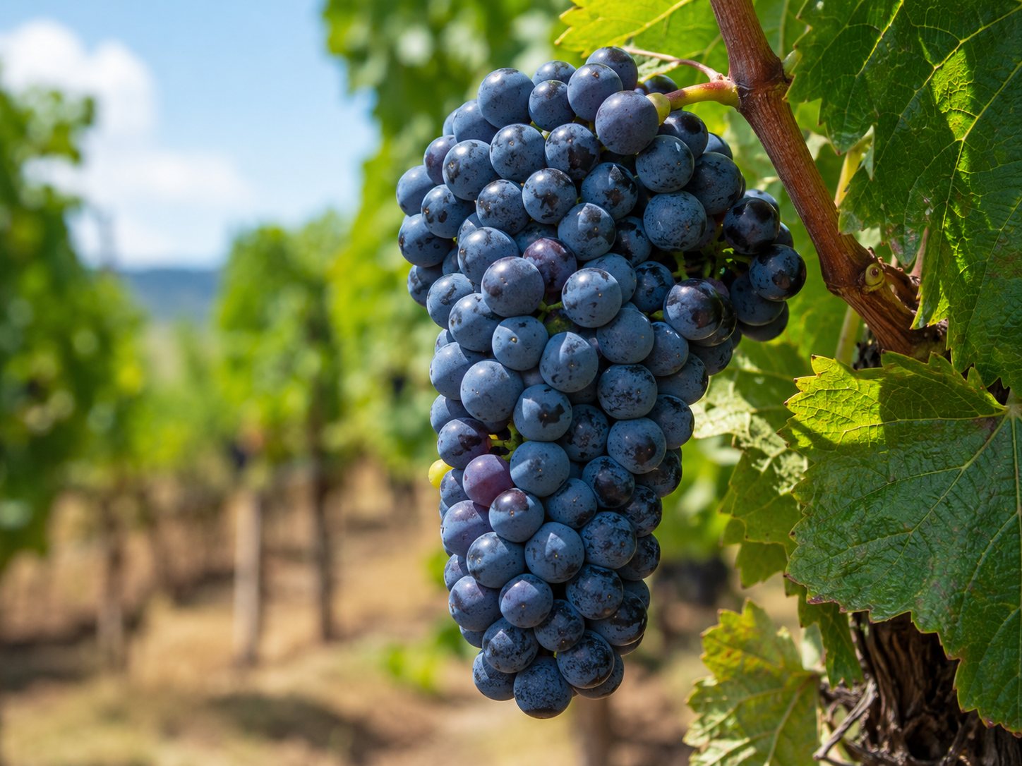 Racimos de uva Xinomavro en el viñedo