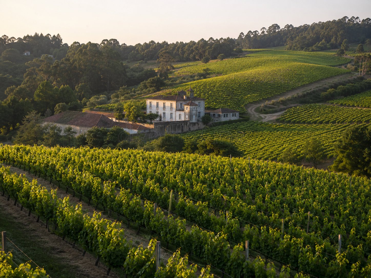 Viñedos de Dão entre montañas y de Bairrada cerca de la influencia atlántica