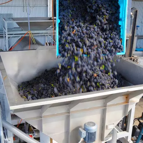 Estrujadora industrial utilizada en bodega para procesar uva