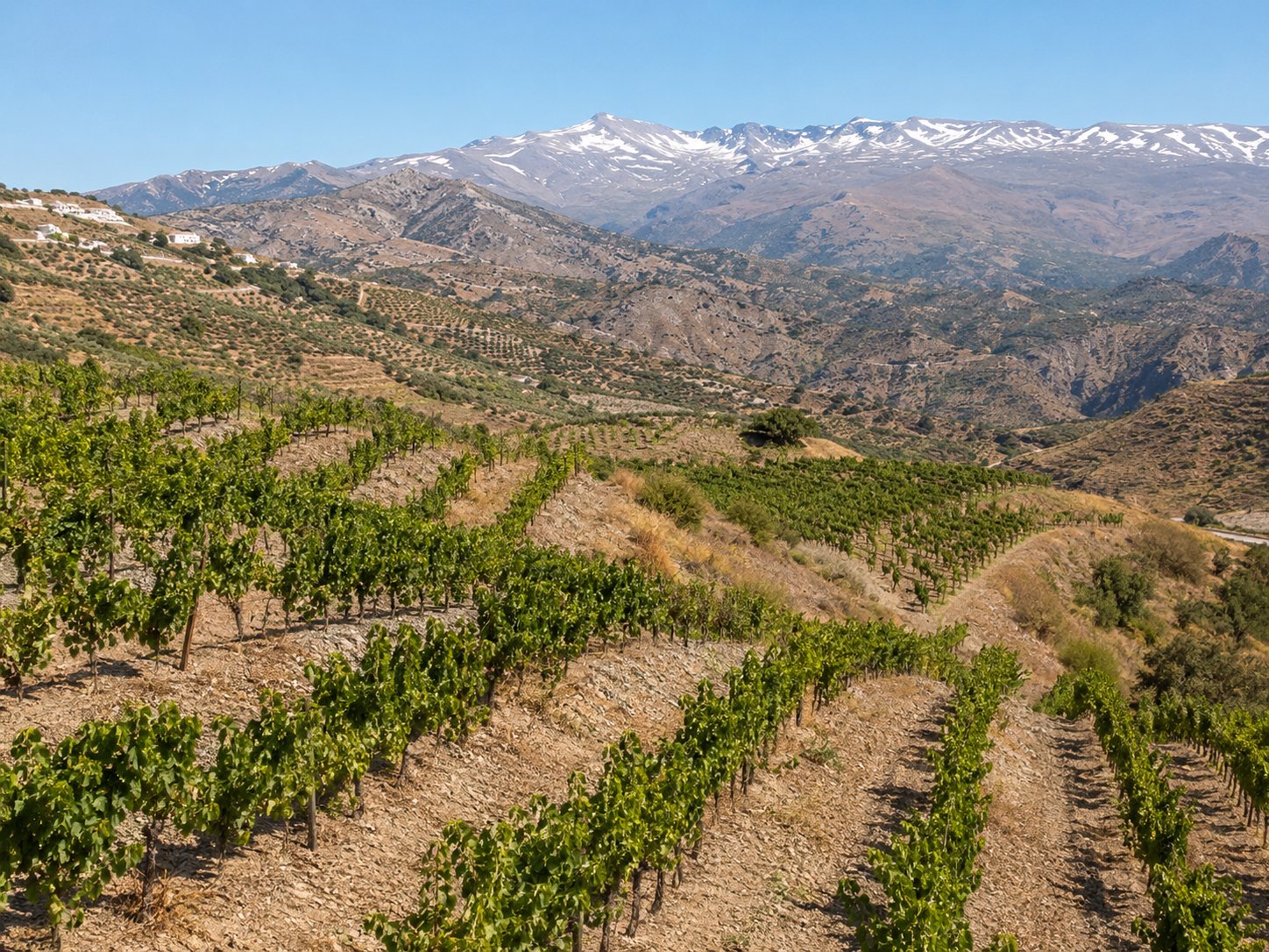 Viñedos de Granada con paisaje de montaña y altitud