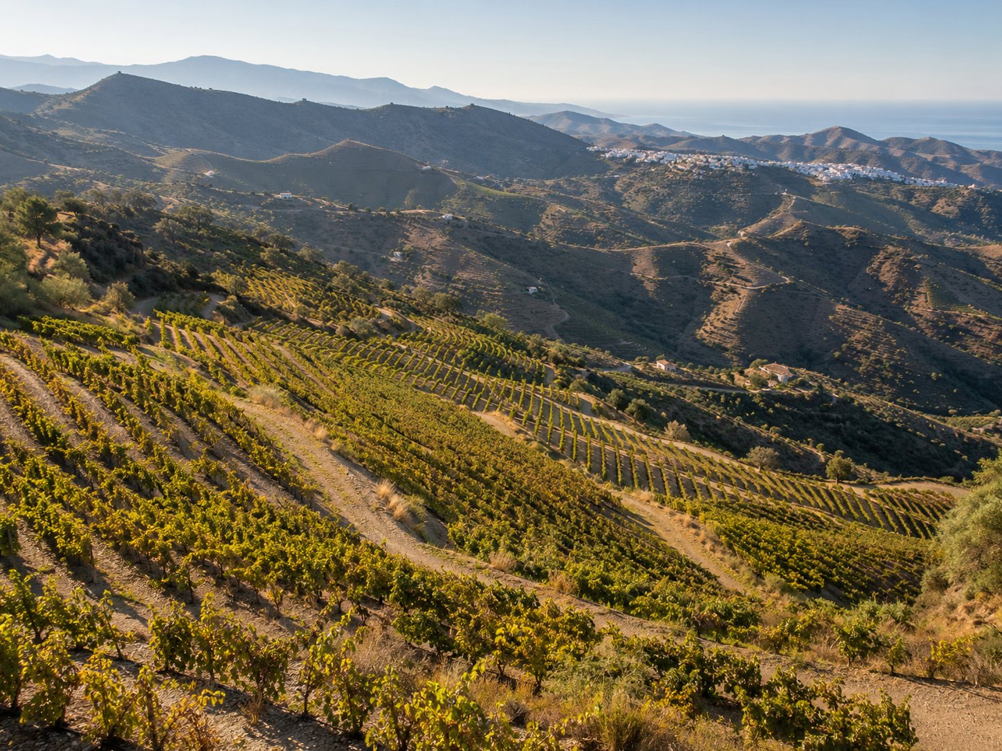 Viñedos de Málaga en paisaje de sierra y laderas mediterráneas