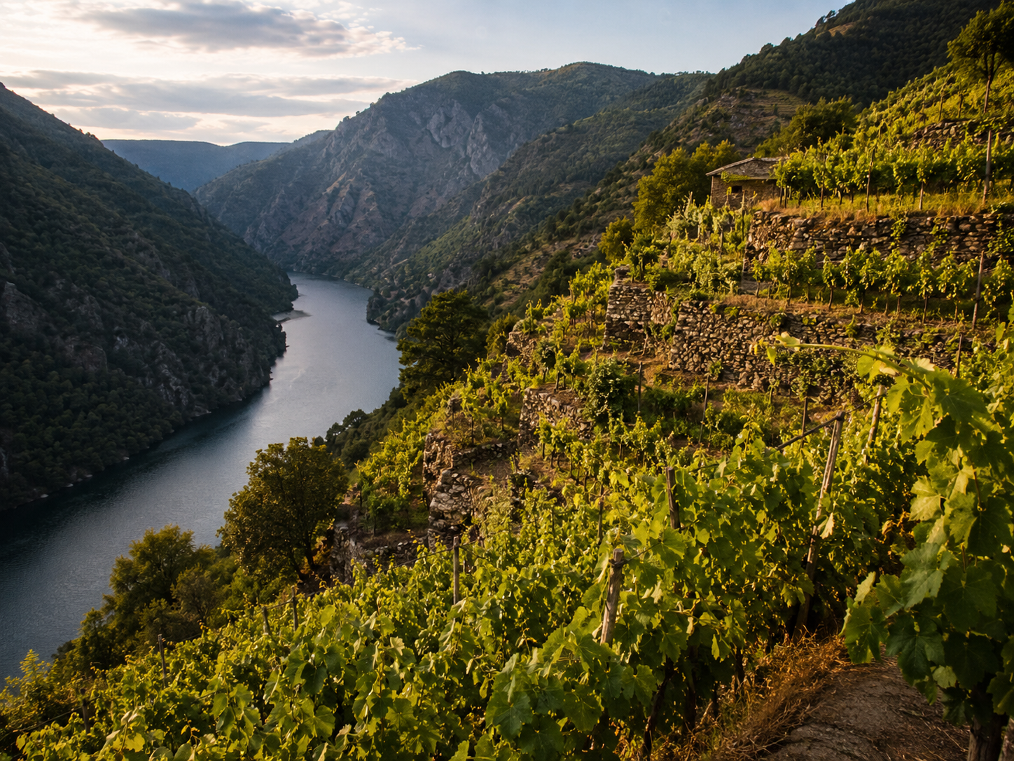 Viñedos en pendiente de Ribeira Sacra junto al río Sil
