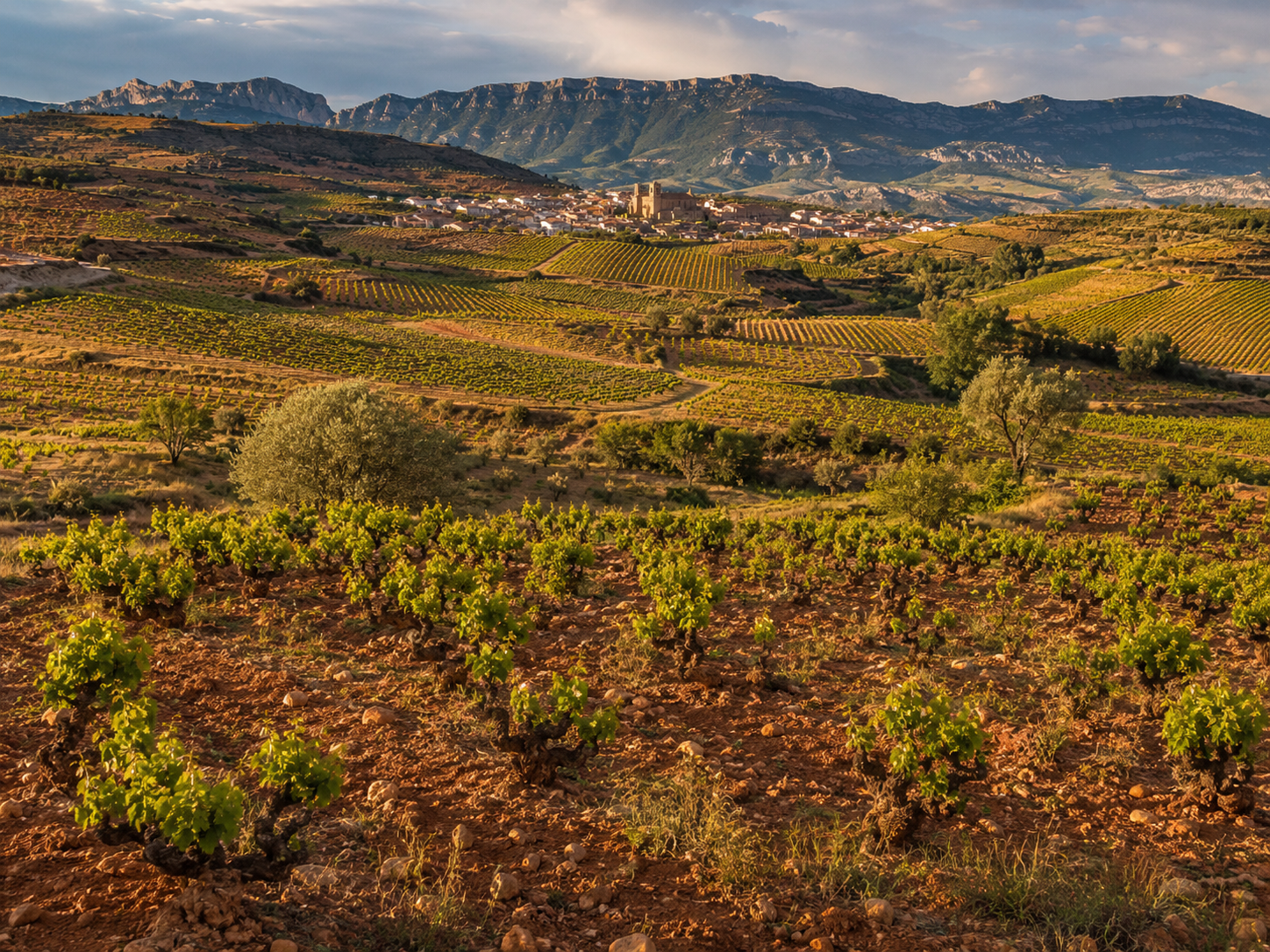 Viñedos de Rioja Oriental con llanuras del Ebro, laderas y sierras al fondo