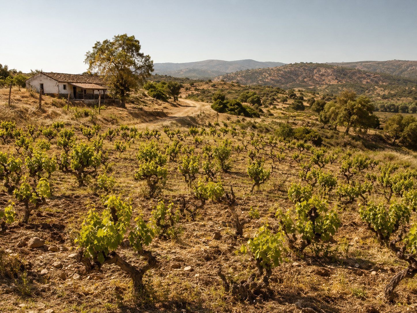 Viñas antiguas de País y Cinsault cultivadas en secano en el centro-sur de Chile