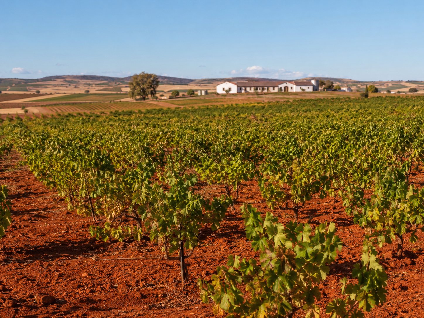 Viñedos de Tierra de Barros en Extremadura con suelos rojizos, llanuras y bodega al fondo