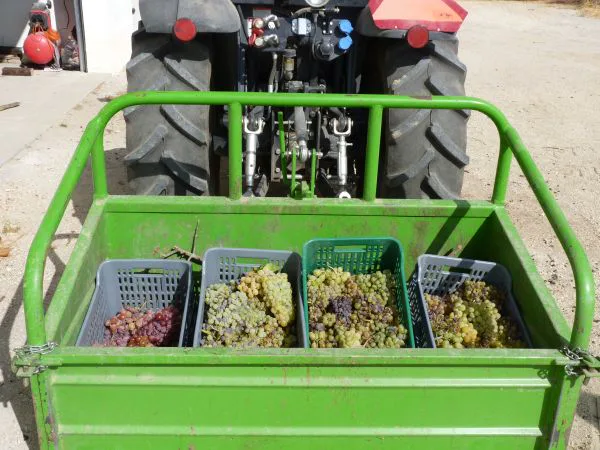 Transporte de uva en cajas desde el viñedo hasta la bodega