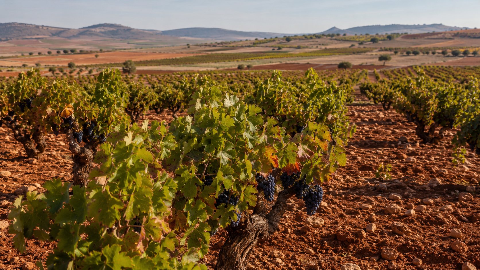 Viñedos de Cencibel en Valdepeñas con paisaje manchego de Ciudad Real