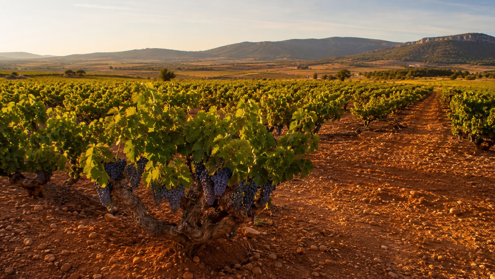 Viñedos de Bobal en Utiel-Requena con paisaje de interior valenciano