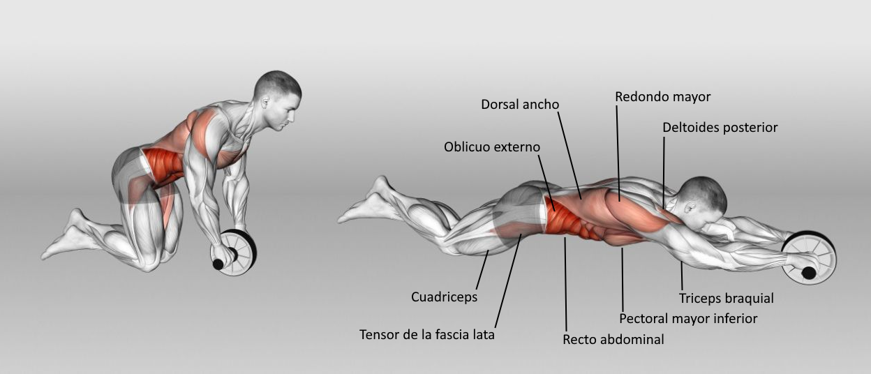 Persona realizando rueda abdominal desde rodillas